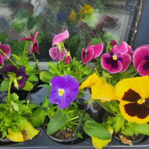 Віола (Анютині очки)