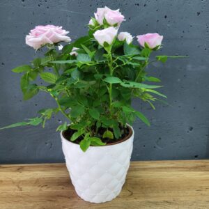 Горщик для квітів Бусінки (білий)